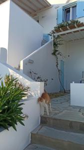 ティノス・タウンにあるAegean Dream Apartmentsの階段を歩くオレンジ白猫