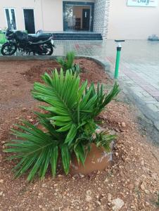 una planta de palmera en una olla al lado de una motocicleta en ANTARA STAY, en Coimbatore