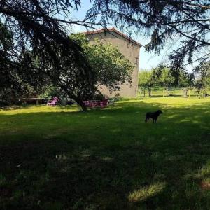 un chat noir debout dans un champ avec un arbre dans l'établissement Gîte au calme dans le Parc du Livradois-Forez, à Saint-Julien-de-Coppel