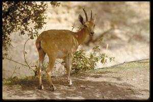 a gazelle standing on the side of a road at Rose Dead Sea Neve Zohar in Neve Zohar