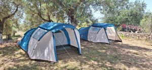 three tents in a field with trees in the background at Olive Camping in Himare