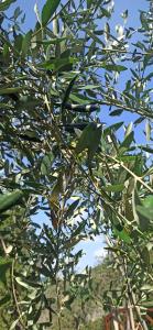 Fotografia z galérie ubytovania "Vento di Levante Suite" benvenuti in collina v destinácii Casarza Ligure
