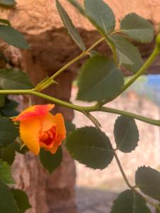a yellow and red rose on a plant with leaves at A Room With A View-Spello in Spello +32 photos