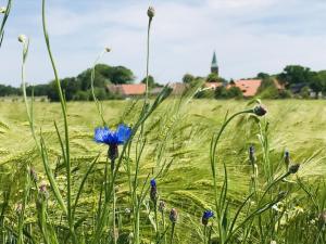 uma flor azul num campo de relva em Plater Hermann em Lüchow