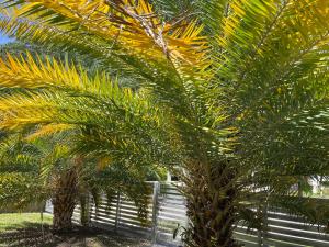 twee palmbomen voor een hek bij SELAH 4 Bedroom house close to Everything in Miami in Miami