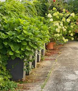 een rij planten in potten in een tuin bij La Casa di Zia Rita in Porto SantʼElpidio