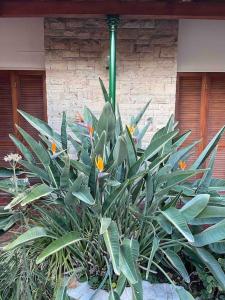 a green plant with yellow flowers in front of a building at Valentino House piscina internet parking desayuno in Mendoza