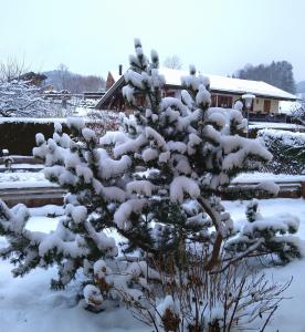 a snow covered pine tree in front of a house at Haus Tschakert in Anger