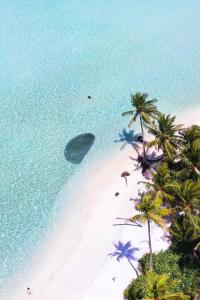 a beach with palm trees and a black rock at White Sand Himandhoo in Himandhoo 
