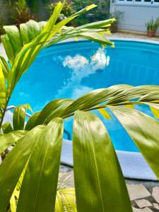 una planta frente a una piscina en Tiaki Guesthouse - Cozy Modern Studio - 5min drive from the beach and Punaauia center, en Punaauia