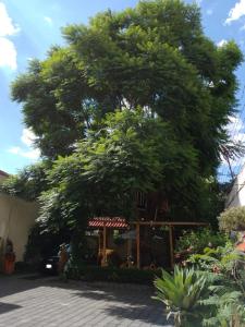 a large tree in front of a building at Casita del Árbol in Mexico City