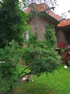 un gato sentado bajo un árbol delante de una casa en Open Space nel Parco con parcheggio gratuito, en Florencia