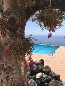 a tree next to a pool with rocks and plants at HRlos Piratas - Ferien Haus La Palma - GOOD WLAN !! in Tijarafe