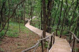 a wooden path in a forest with trees at The Cliff in Obzor