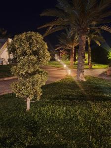 uma pequena árvore na relva ao lado de duas palmeiras em Dar El Jerbi em Mezraya