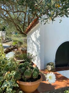 eine Gruppe Kakteen und Blumen in einem Garten in der Unterkunft Family House Ljubica in Trogir