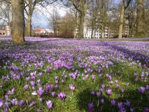 a field of purple flowers in a park at Apartment "Suites" Biermann in Garding