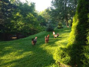 een groep kippen die in het gras lopen bij Вила Свети Георги in Razlog