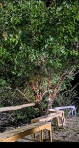 two benches sitting in front of a tree at Baseet Camping and Restaurant in Gulmit