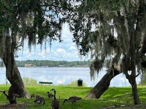 un grupo de pájaros parados en la hierba cerca de un lago en Pool home sleeps 6 with large fenced yard en Jacksonville