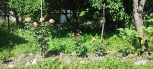 a garden with pink flowers in the grass at Tsknari Oda in Oni