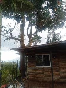 ein Haus mit einem Baum darüber in der Unterkunft Hermosa Cabaña Campestre in Pereira