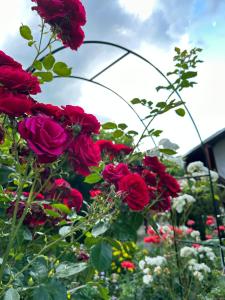 un montón de rosas rojas en un jardín en Вила Чевермето en Palitsi