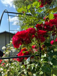 un montón de rosas rojas creciendo en un jardín en Вила Чевермето en Palitsi