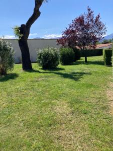 un giardino verde con un albero e alcuni cespugli di Appartement cosy à 500m de la mer a Plage dʼArgelès