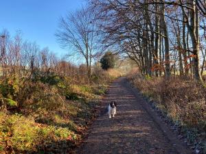 a black and white dog walking down a dirt road at The Star Inn - Harbottle - Near Rothbury - Northumberland in Morpeth