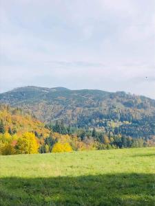 a green field with trees in the background at Bórówka in Ujsoły