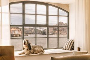 un perro sentado en el alféizar de una ventana en The Rebello Hotel & Spa - Small Luxury Hotels Of The World, en Vila Nova de Gaia