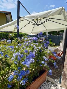 un jardín con flores azules y una sombrilla en Bertos house tra mare e laguna en Cavallino-Treporti