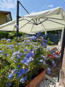 a garden with blue flowers and an umbrella at Bertos house tra mare e laguna in Cavallino-Treporti