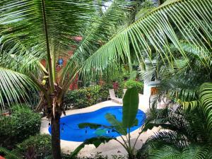un palmier et une piscine dans un jardin dans l'établissement Villa Tortuga, à Nosara
