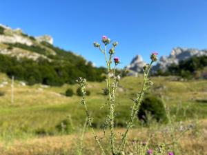 Gallery image of Holiday Home Green Queen in Podgorica +30 photos