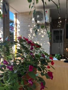 a potted plant with flowers on a table at Casa Petre in Eforie Nord