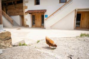 un uccello bruno in piedi di fronte a un edificio di Paorra Baserria ad Aia