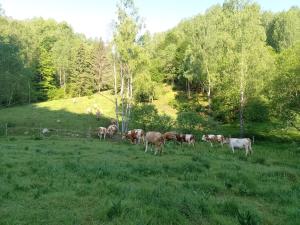 a herd of cows grazing in a field of grass at Casa Ispas in Râșca
