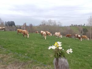 a herd of cows grazing in a field at Casa Ispas in Râșca