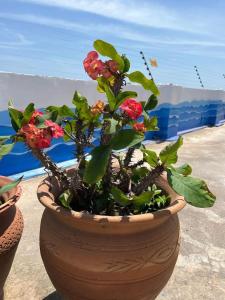una maceta con flores rojas en una olla en Anne’s Beach House, en Nyanyanu
