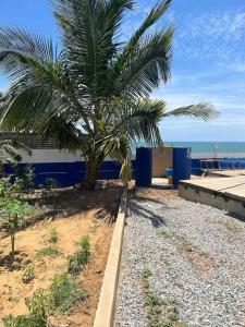 un palmier installé sur une plage au bord de l'océan dans l'établissement Anne’s Beach House, à Nyanyanu