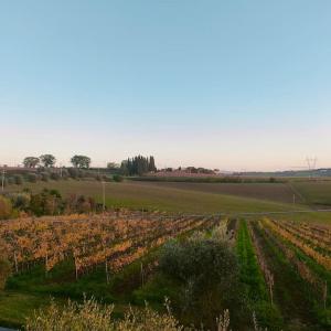 een akker met uitzicht op een akker bij Villa immersa nelle colline toscane, vista vigneto in Cortona