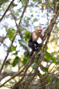 Animais no hotel ou nos arredores