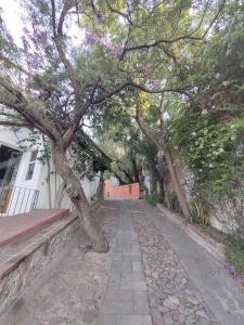 un árbol en una acera al lado de un edificio en Laica House, en San Miguel de Allende 16 fotos más