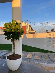 een plant in een witte pot zittend op een patio bij Rumatepi in Melaka