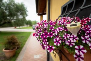حديقة خارج L'Antico Vigneto