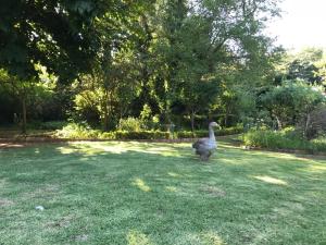 Gallery image of Highland Rose Country House Spa in Dullstroom