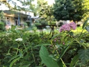 Gallery image of Highland Rose Country House Spa in Dullstroom