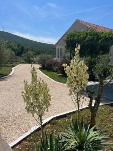 two trees with white flowers on a gravel driveway at Mediterranean Olive WaterfallsKRKA-Croatia in Gulin